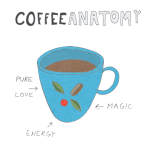 coffee anatomy transparent 800x